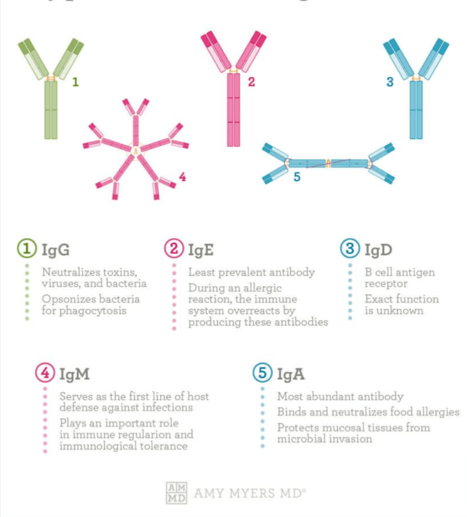 types of immunoglobulins